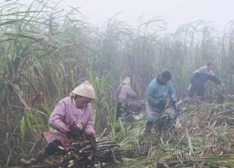 甘蔗全機(jī)械化生產(chǎn)和收獲