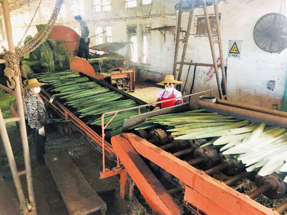 劍麻刮麻機_刮麻機_自動麻刮麻機_劍麻刮麻設備_劍麻纖維刮麻機_劍麻刮麻機_刮麻生產(chǎn)線_纖維提取加工設備_劍麻加工設備